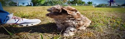 Havapoo dogs for sale: Punky - Ad 12