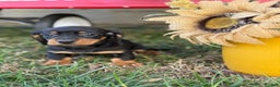 Miniature Dachshund dogs for sale: Clara - Ad 6