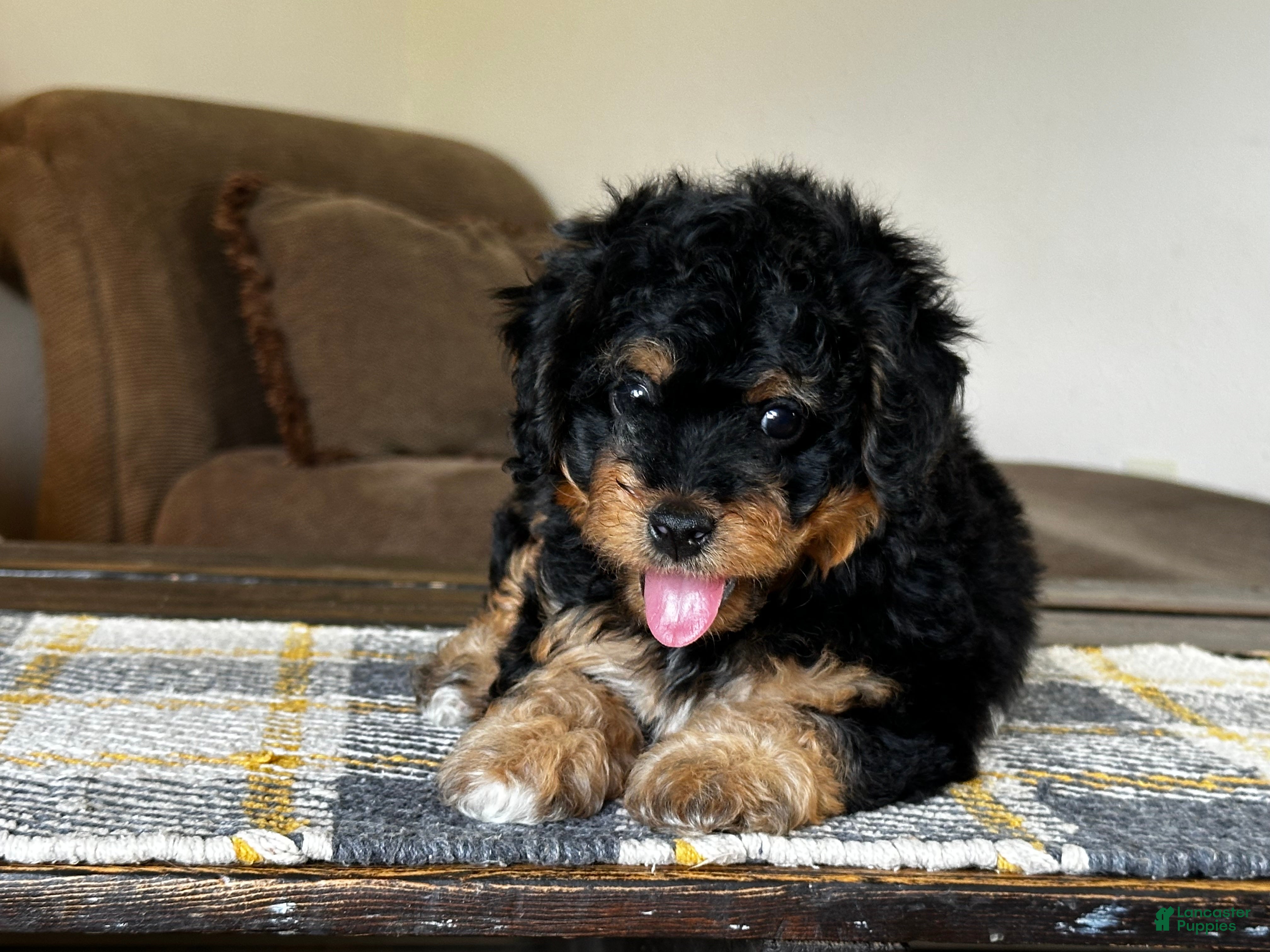 Mixed Breed dogs for sale: Black & Tan Micro Bernedoodle - Ad 2
