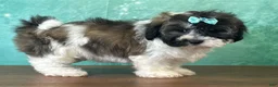 Mixed Breed dogs for sale: Alaska - Ad 3