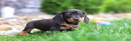 Miniature Dachshund dogs for sale: Bryce - Ad 4