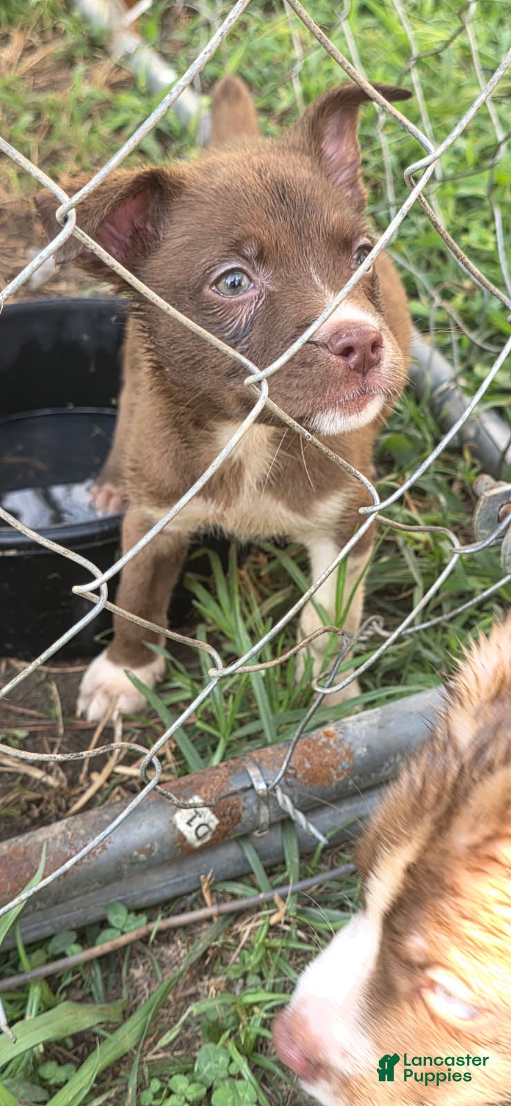 Pitsky dogs for sale: Angel - Ad 2