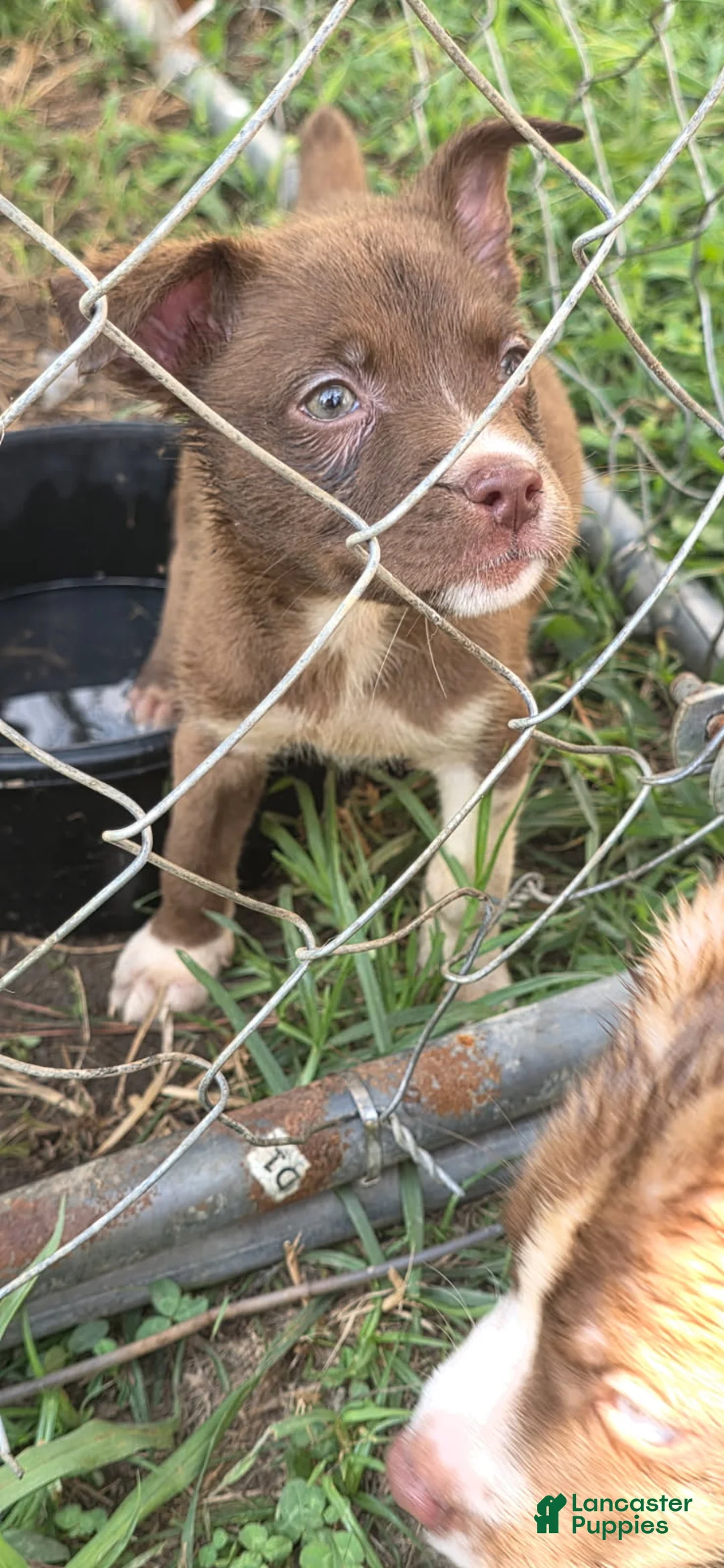 Pitsky dogs for sale: Angel - Ad 1