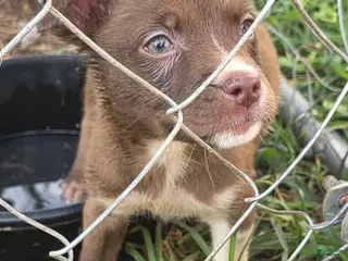 Pitsky dogs Angel - Ad 1