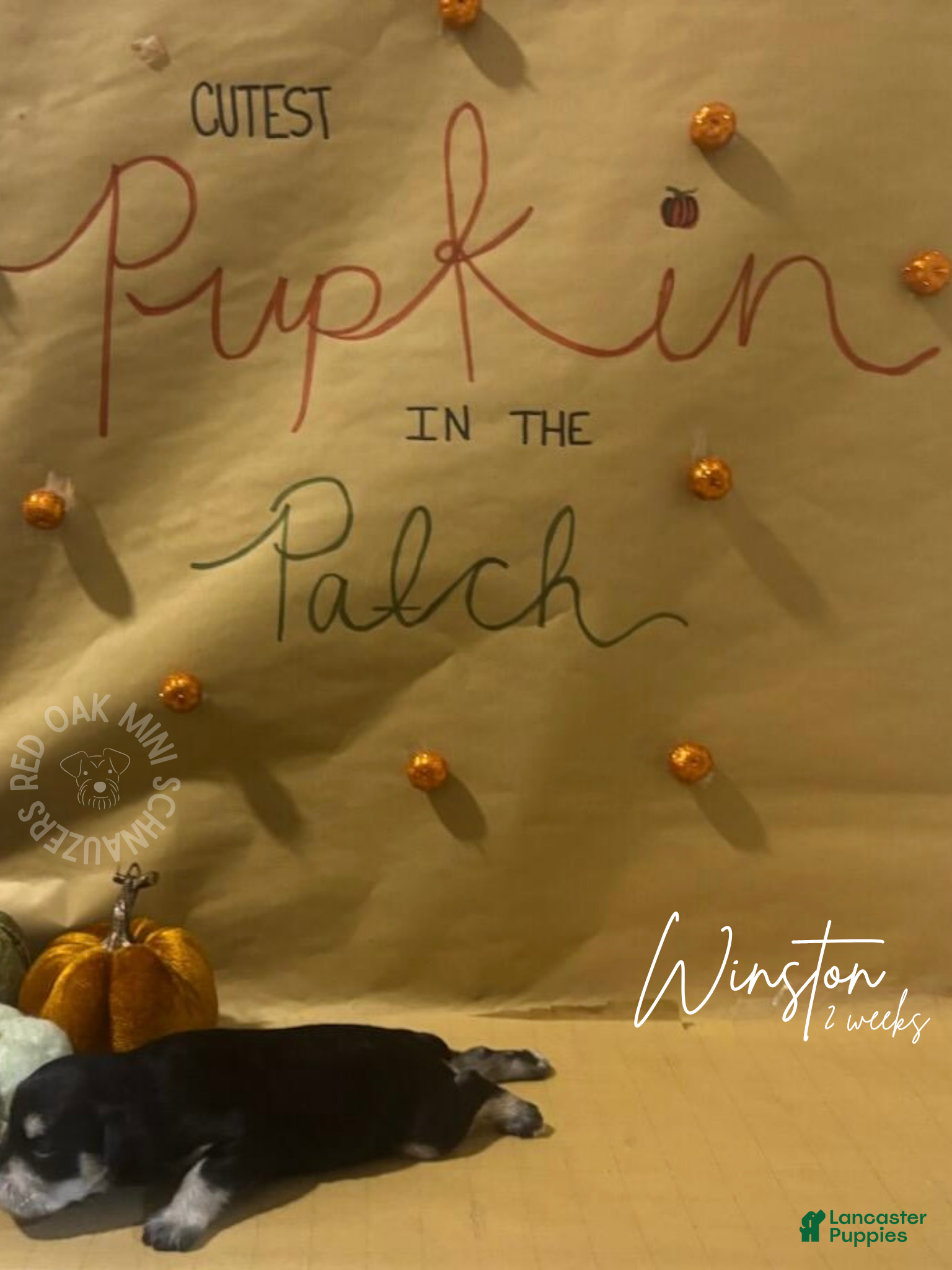 Miniature Schnauzer dogs Miniature Schnauzer Puppy 3 - Ad 5