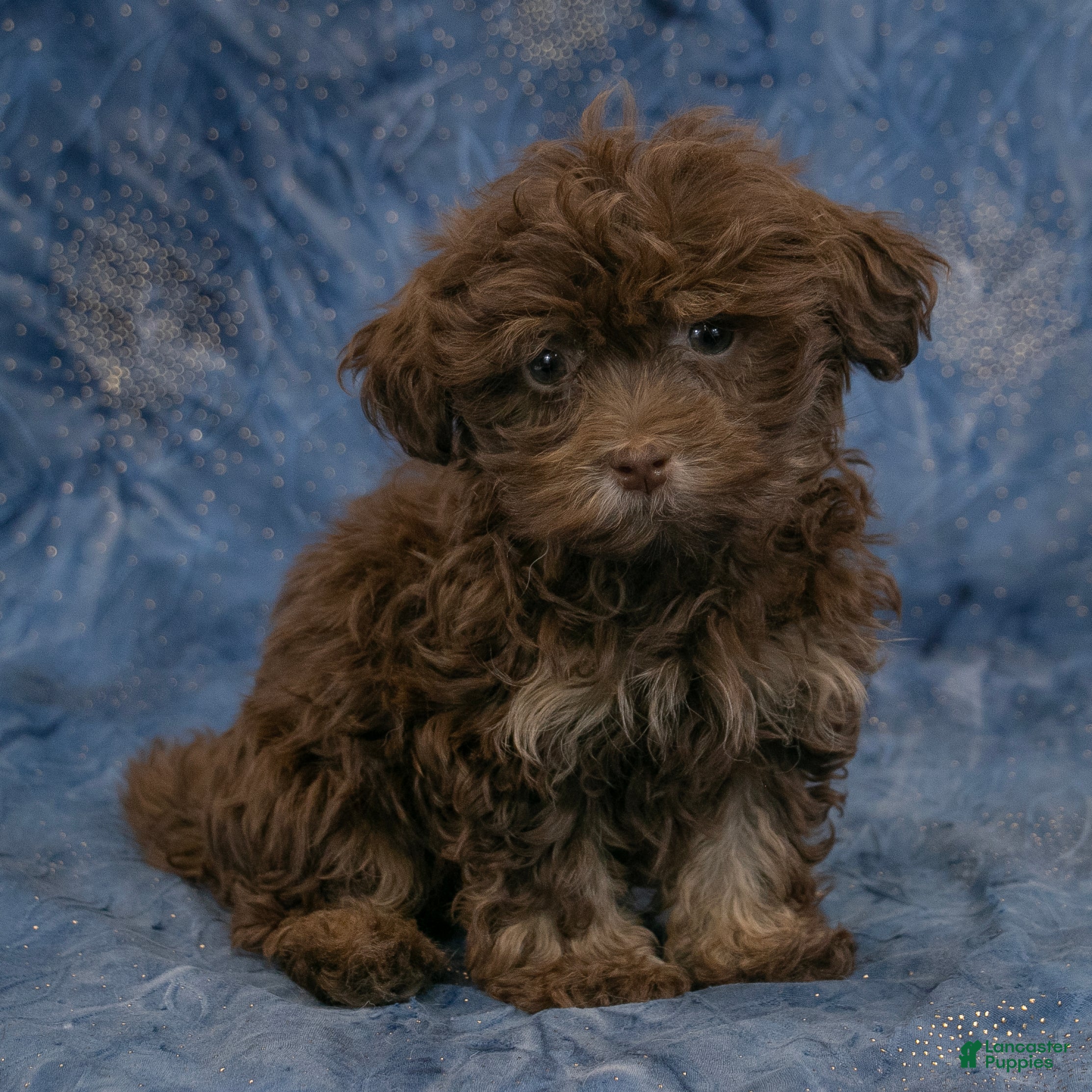 Havanese dogs River - Ad 2