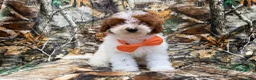 Miniature Poodle dogs for sale: Chip - Ad 6