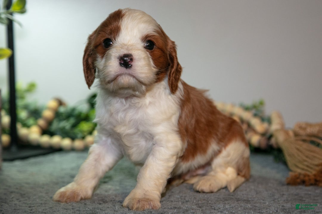 Cavapoo dogs for sale: Jett - Ad 2