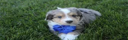 Mini Aussiedoodle dogs for sale: Kody 💎 - Ad 8