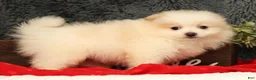 Pomeranian dogs for sale: Chief - Ad 4