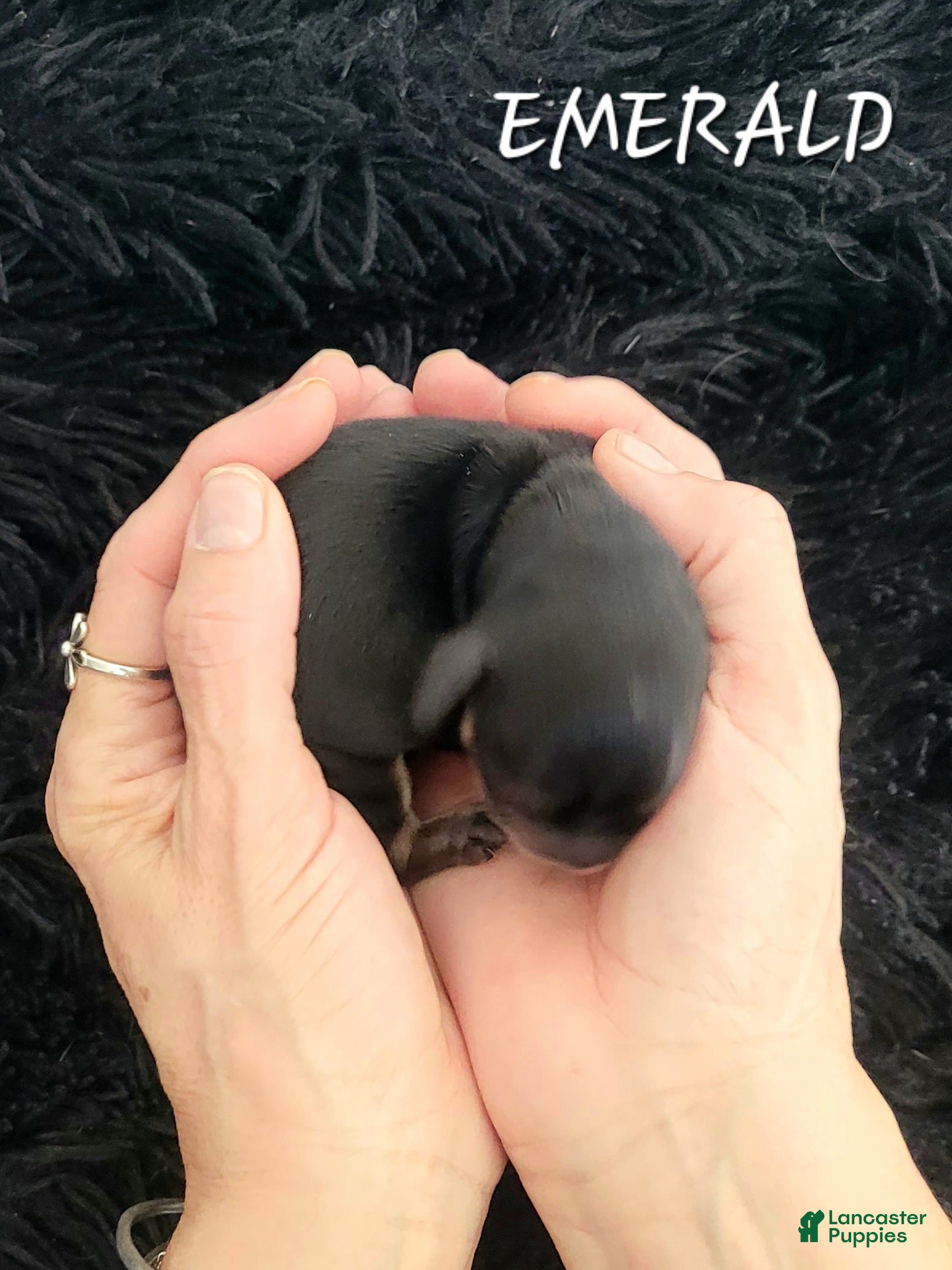 Miniature Dachshund dogs Emerald - Ad 2