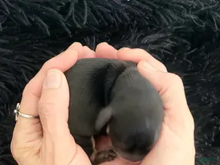 Miniature Dachshund dogs Emerald - Ad 2