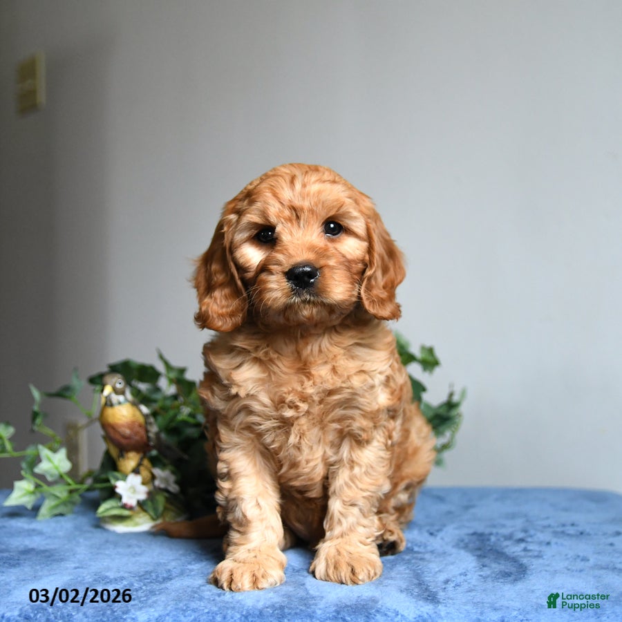 Cavapoo dogs Rusty  - Ad 2