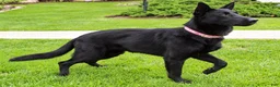 German Shepherd dogs for sale: Buster - Ad 3
