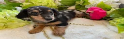 Miniature Dachshund dogs for sale: Lilly - Ad 16