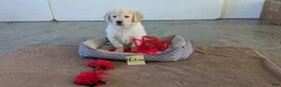 Golden Retriever dogs for sale: Nelson - Ad 3