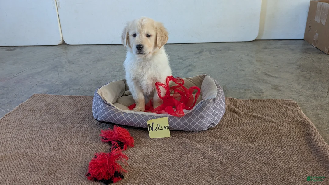 Golden Retriever dogs for sale: Nelson - Ad 3