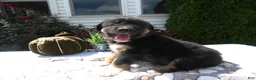 Mixed Breed dogs for sale: Mixed Breed 5 Ryan - Ad 4