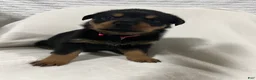 Rottweiler dogs for sale: diamond  - Ad 2