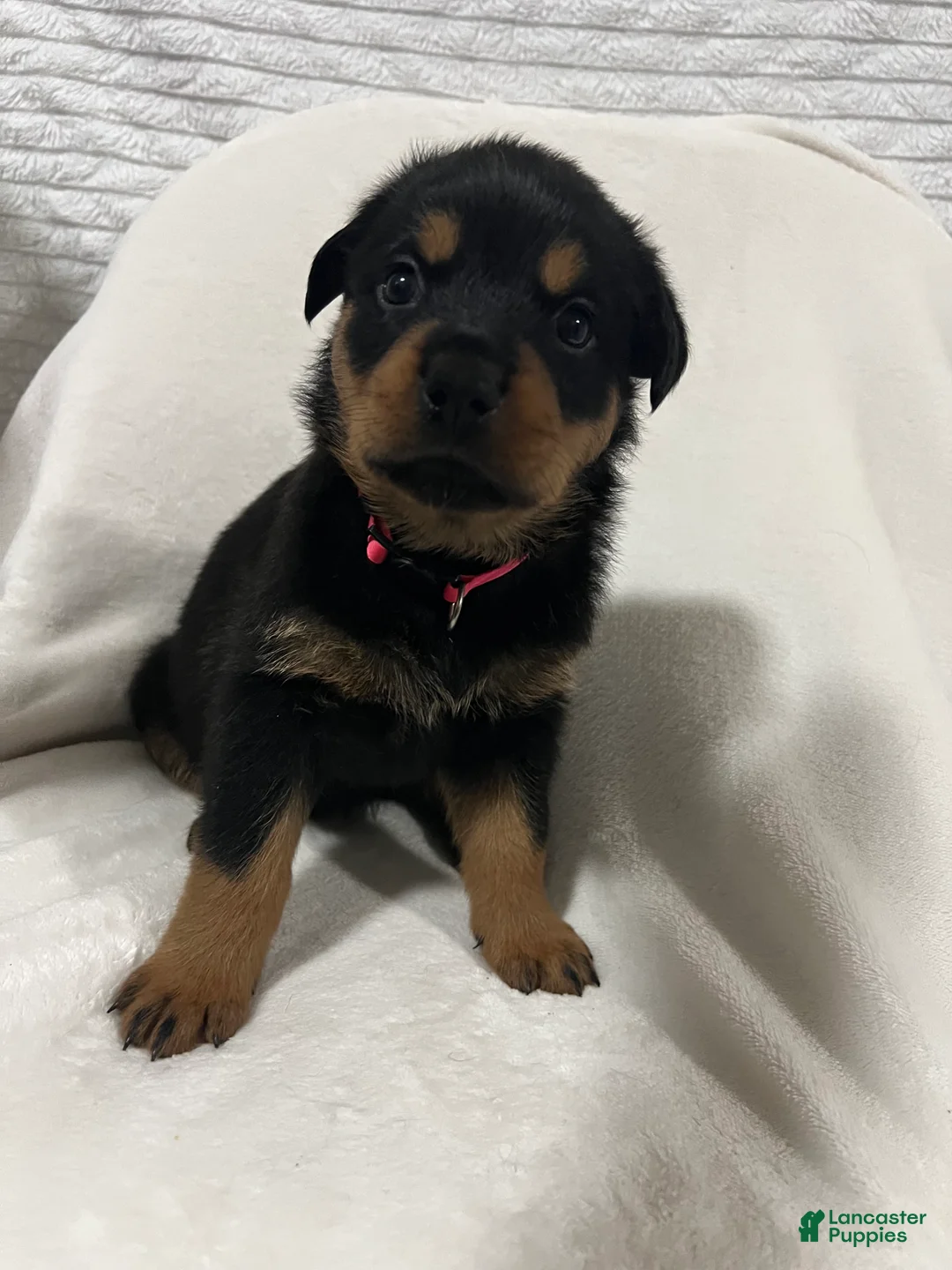 Rottweiler dogs for sale: diamond  - Ad 2