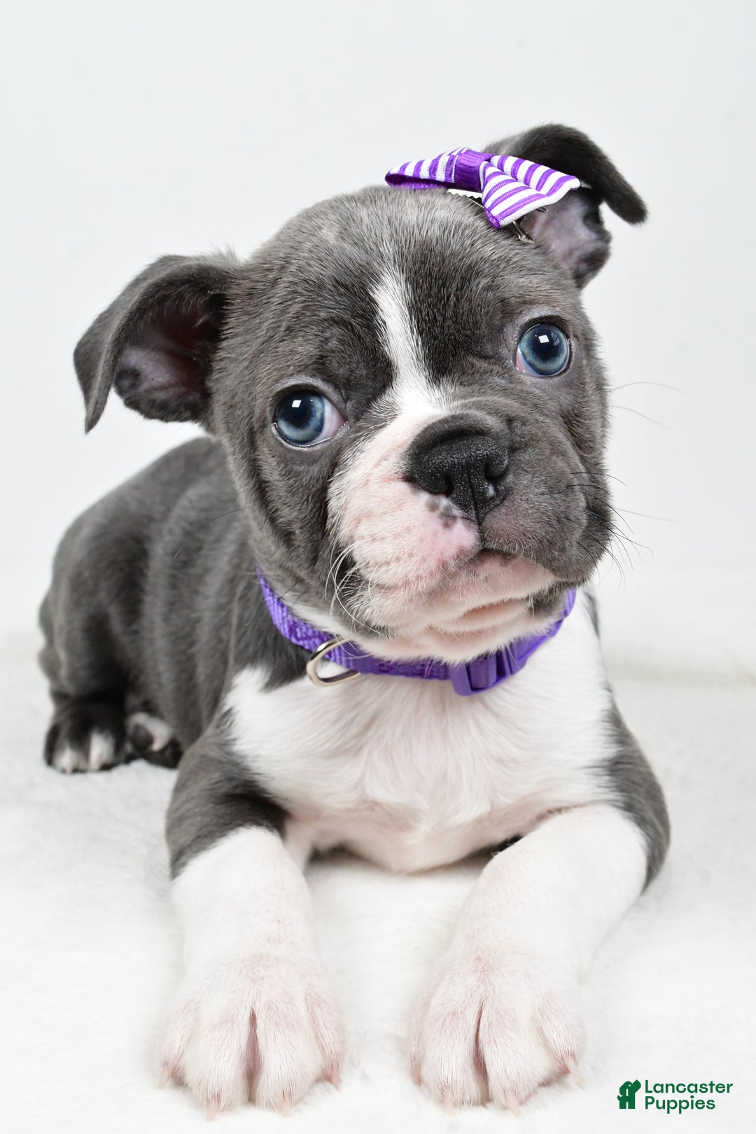 Mixed Breed dogs for sale: Sadie - Ad 3