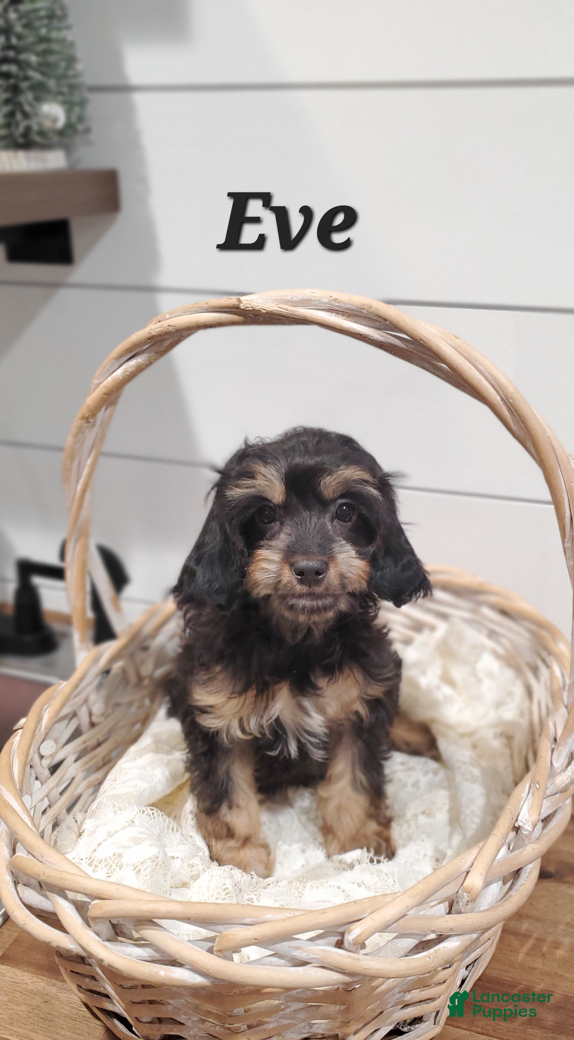 Cavapoo dogs Eve - Ad 40