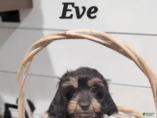 Cavapoo dogs Eve - Ad 40