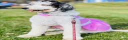 Sheepadoodle dogs for sale: Oreo - Ad 10