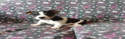 Jack Russell Terrier dogs for sale: Trixie - Ad 2