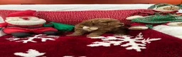 Mini Goldendoodle dogs for sale: Petite Mini Goldendoodle Chocolate Chip - Ad 4