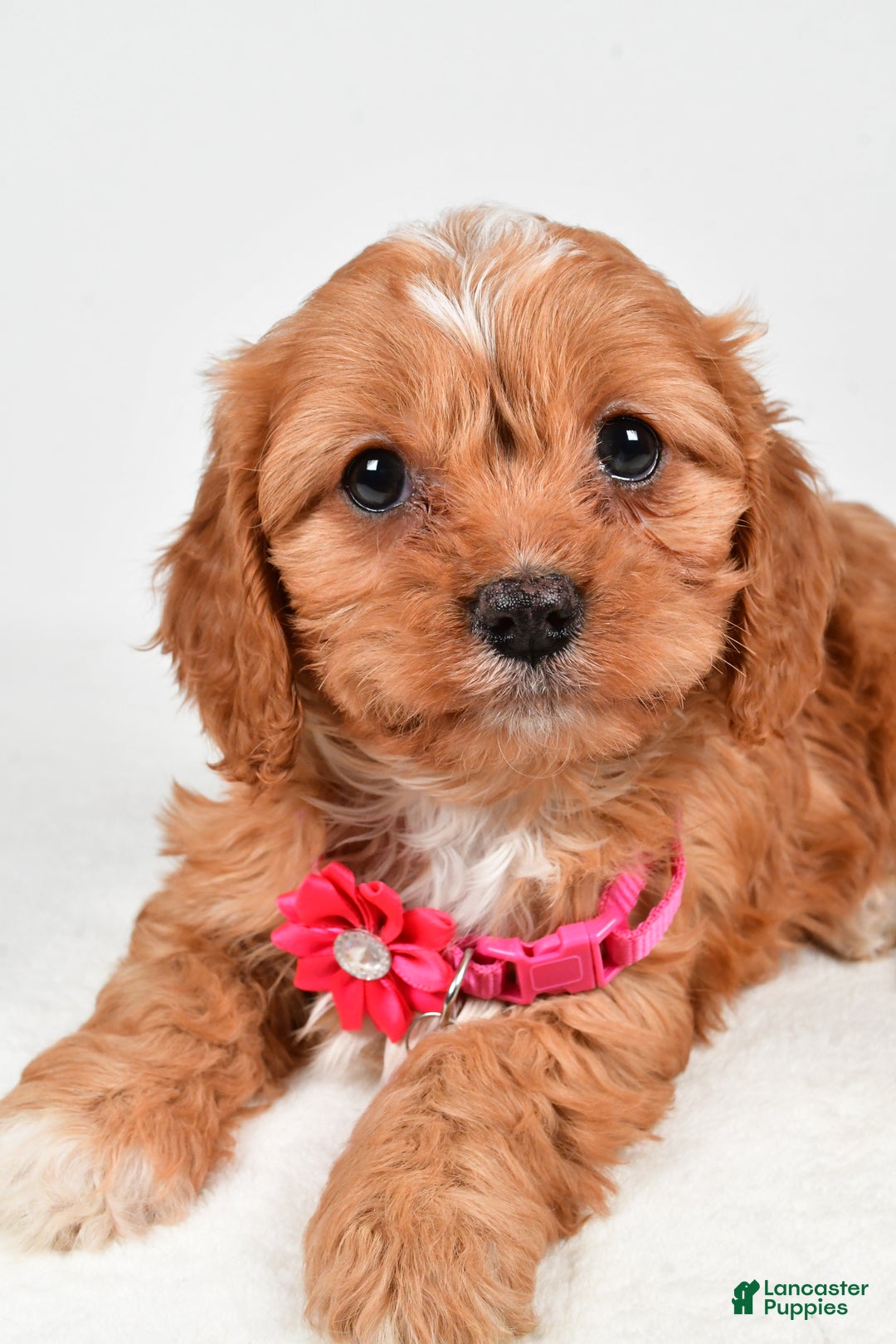 Cavapoo dogs for sale: Rose - Ad 5