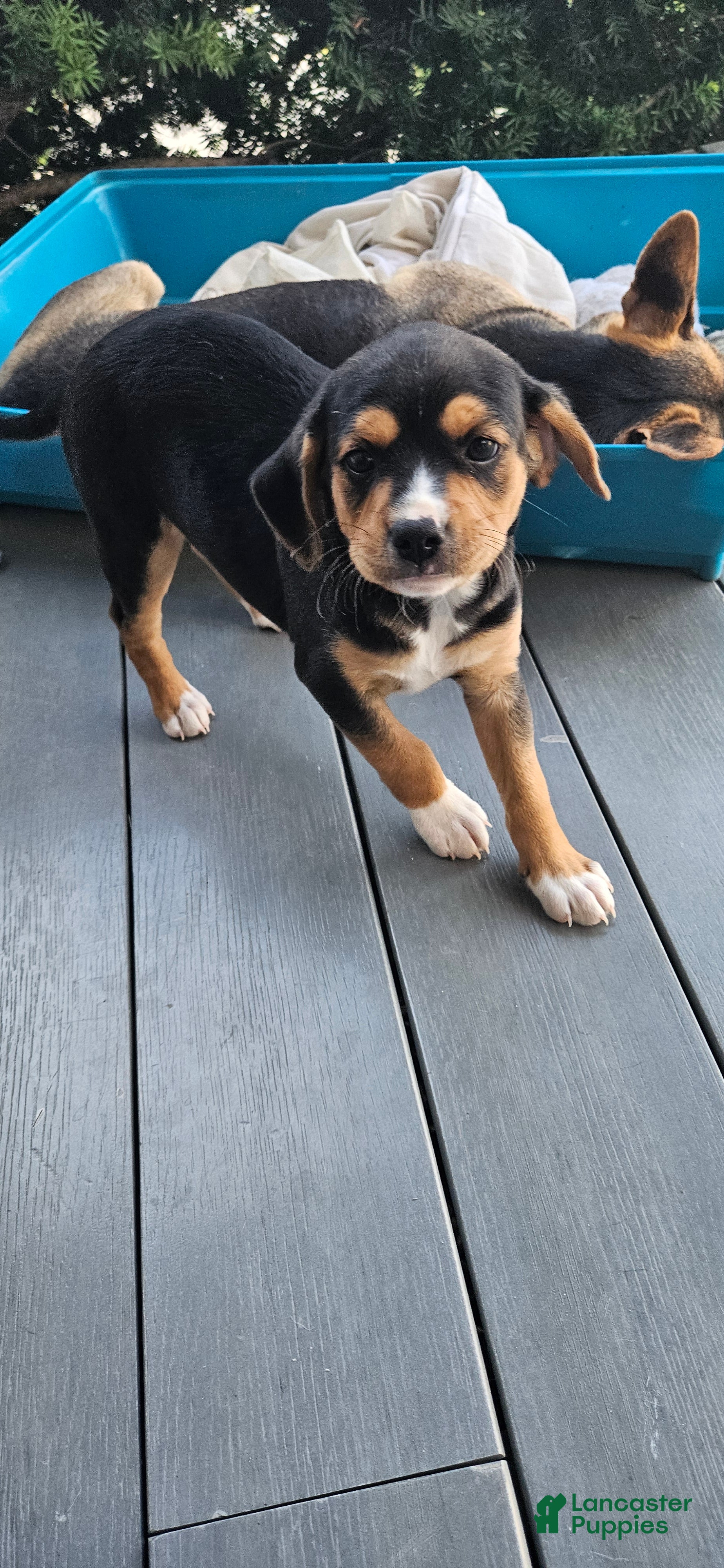 Mixed Breed dogs Blaze - Ad 2