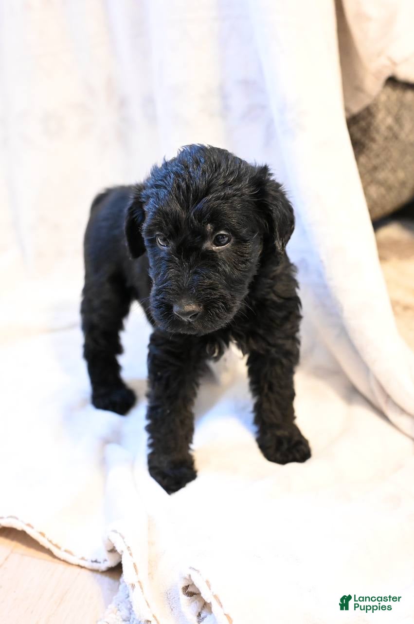 Mixed Breed dogs Cedar - Ad 7