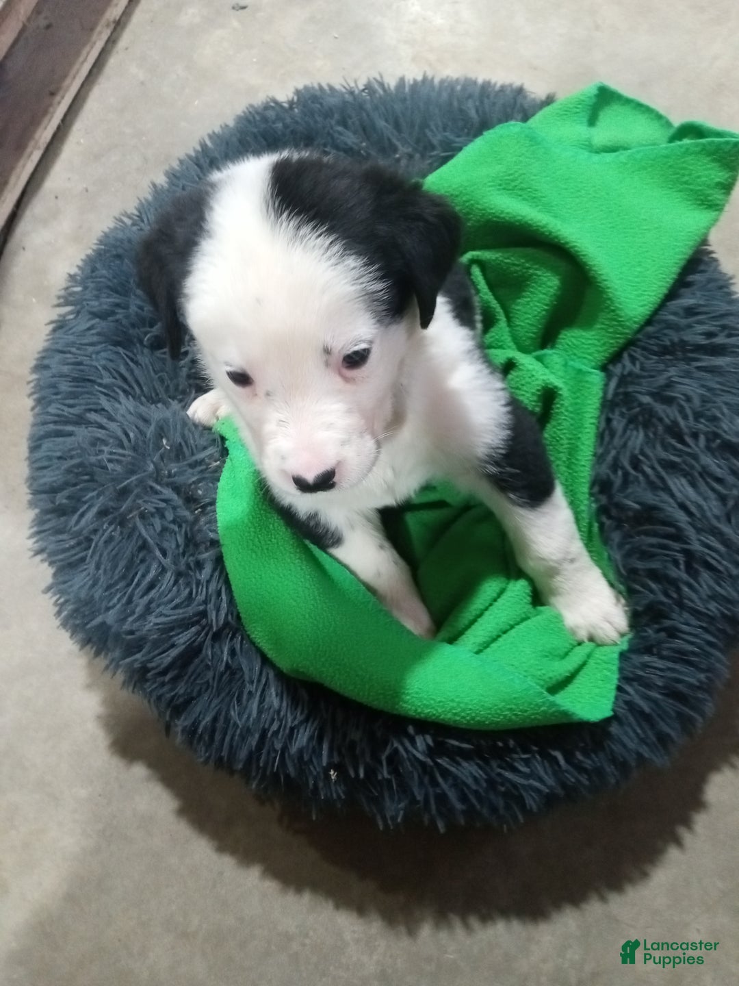 Mixed Breed dogs for sale: Chungus - Ad 6