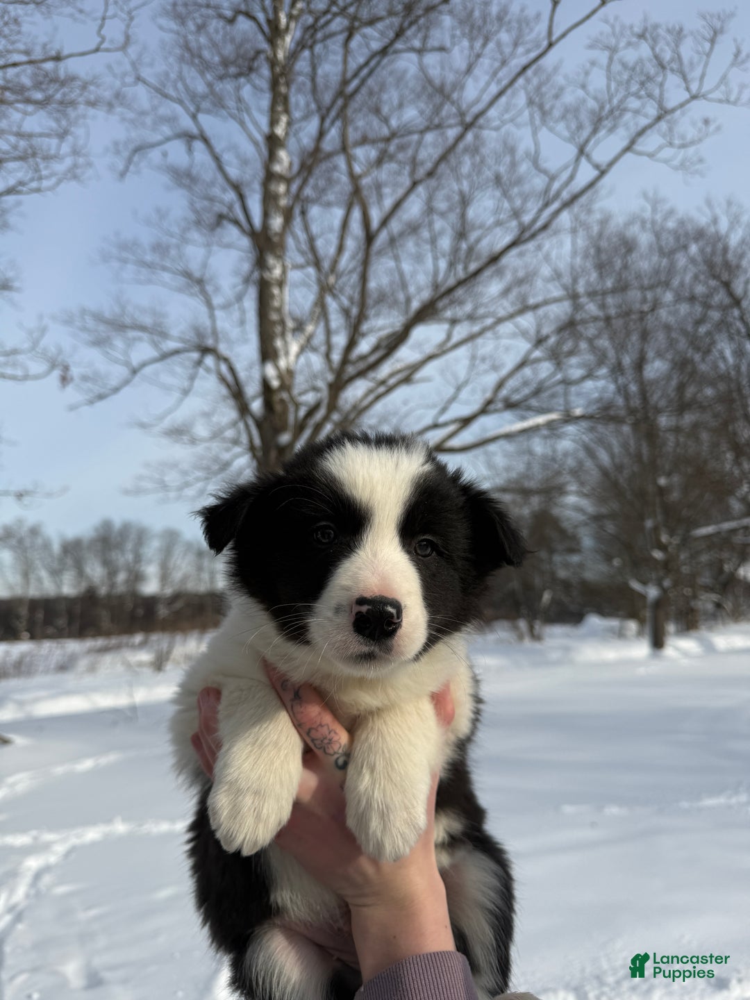 Border Collie dogs for sale: Male 4 - Ad 2