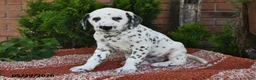 Dalmatian dogs for sale: Hero - Ad 3
