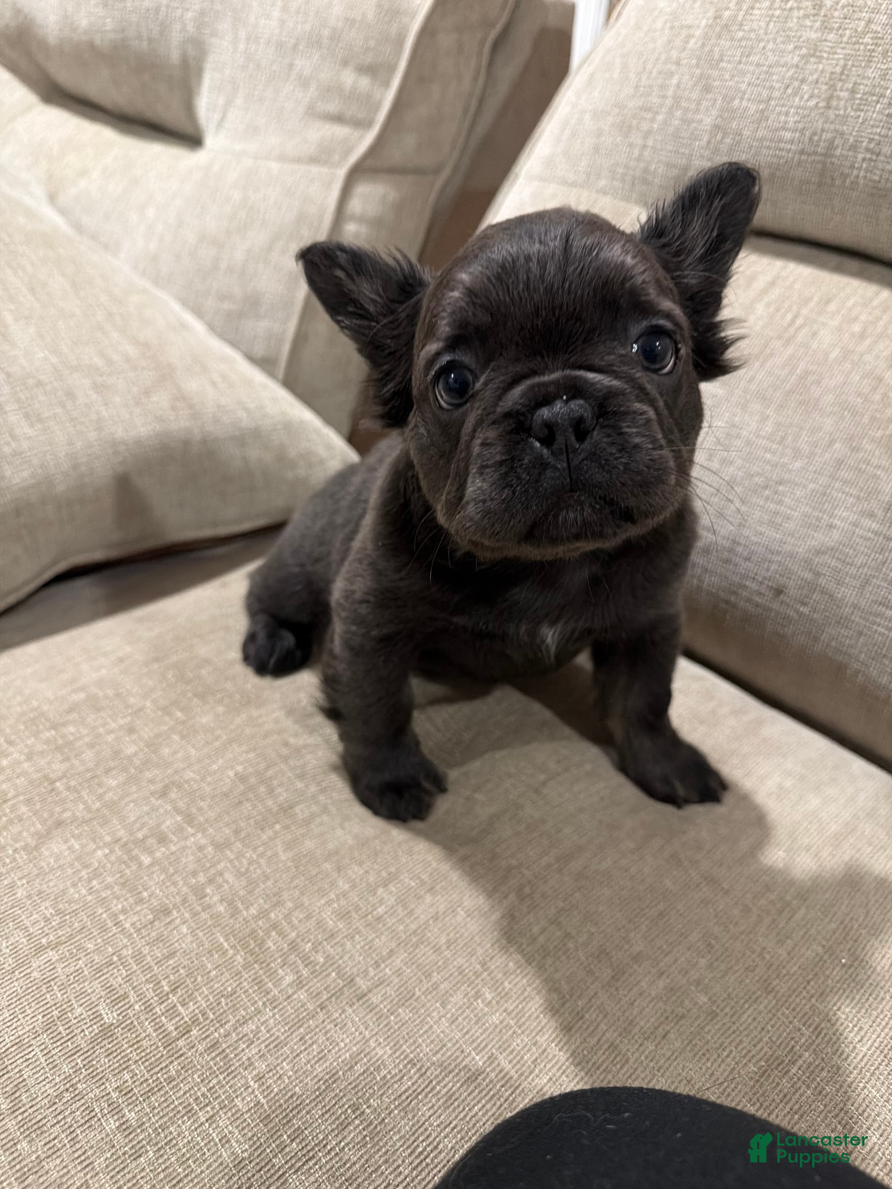 French Bulldog dogs French Bulldog 1 - Ad 1