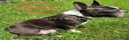 Boston Terrier dogs for sale: Mena - Ad 6