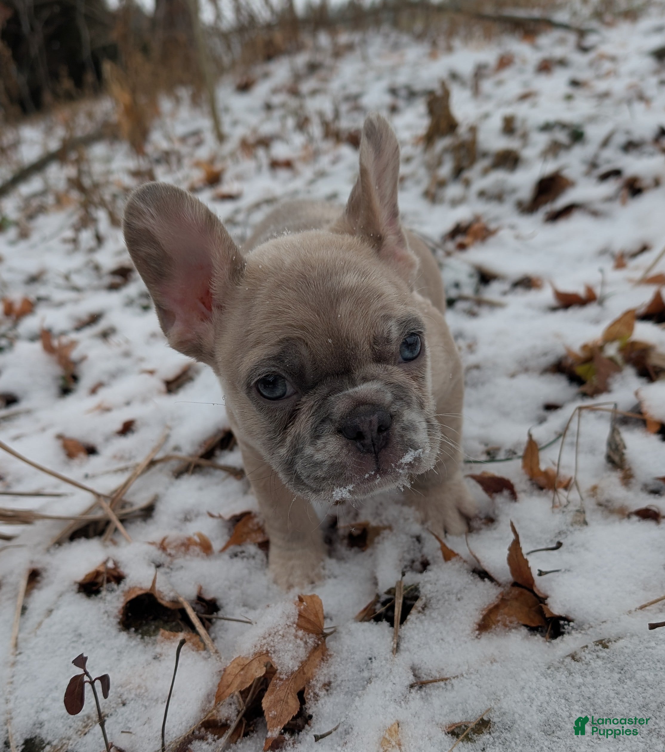 French Bulldog dogs Silver - Ad 7
