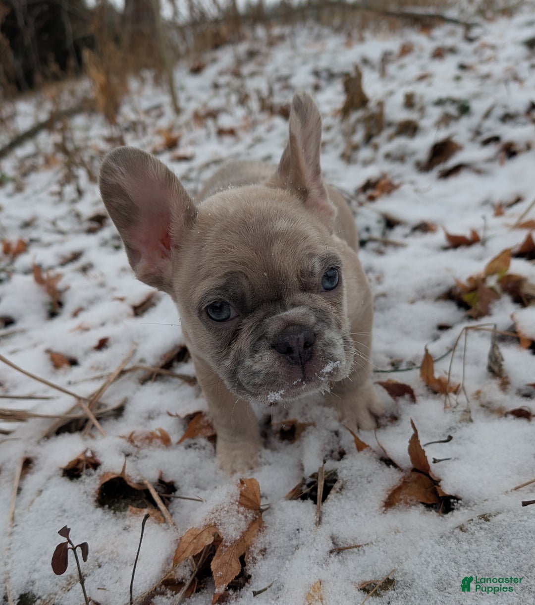 French Bulldog dogs for sale: Silver - Ad 1