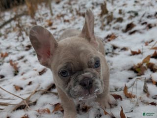 French Bulldog dogs Silver - Ad 29