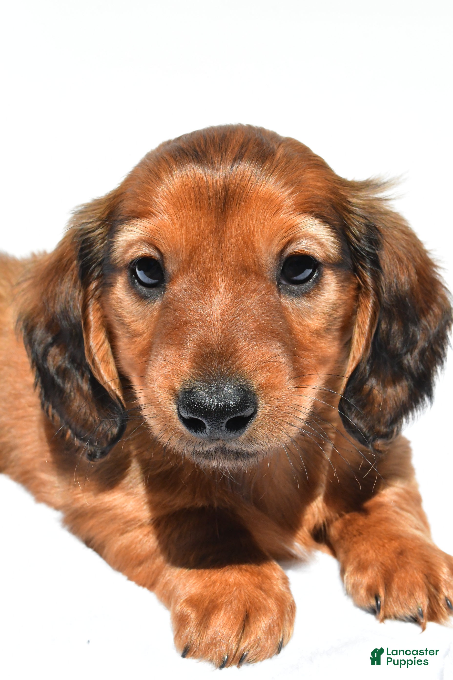 Miniature Dachshund dogs Max - Ad 2