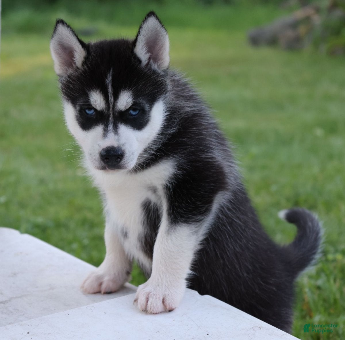 Siberian Husky dogs Carlos - Ad 2