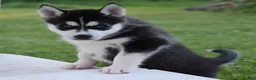 Siberian Husky dogs for sale: Carlos - Ad 2