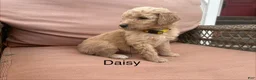 Goldendoodle dogs for sale: Goldendoodle Puppy 1 - Ad 4