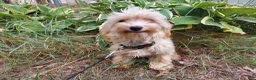 Maltipoo dogs for sale: Opalescent - Ad 3