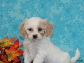 Cavachon dogs - Ad 21