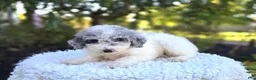 Sheepadoodle dogs for sale: Honey - Ad 1