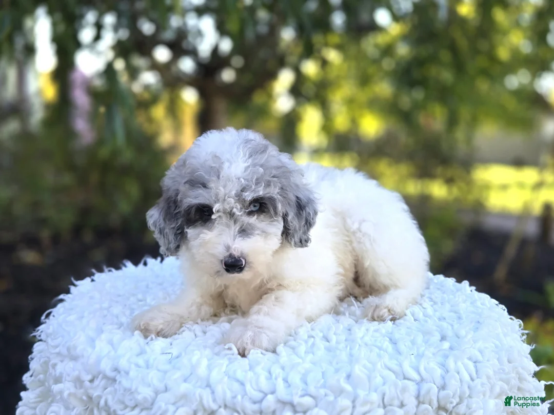 Sheepadoodle dogs for sale: Honey - Ad 1