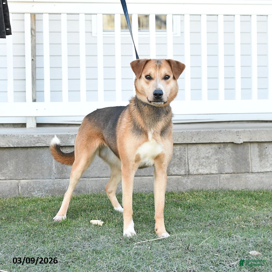 Mixed Breed dogs Smarty - Ad 1